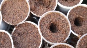 Рассада свёклы в стаканчиках для получения самого раннего урожая.