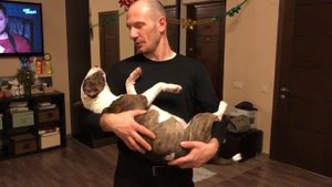 Мини бультерьер