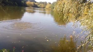 Ловля КАРПА на БОКОВОЙ КИВОК на горох
