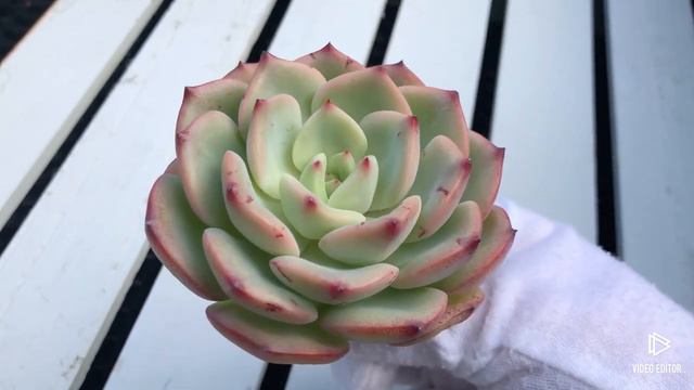 Echeveria Sensation смотреть онлайн