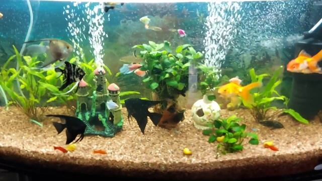 Бабушка успокаивает свою нервную систему с помощью аквариумных рыбок смотреть онлайн