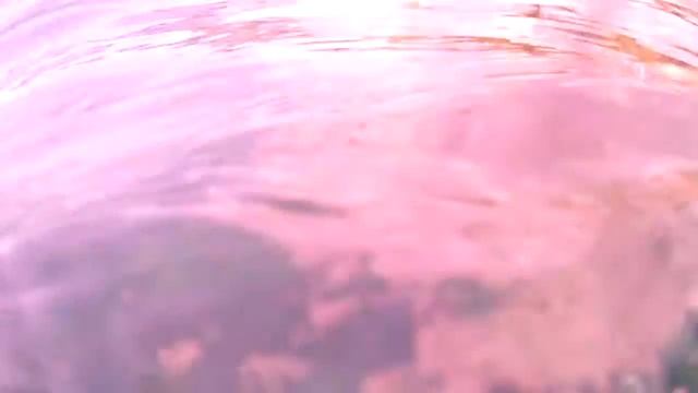 Баклан охотится за косяком рыбы. смотреть онлайн