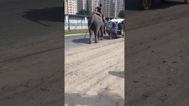 по улицам слона водили смотреть онлайн