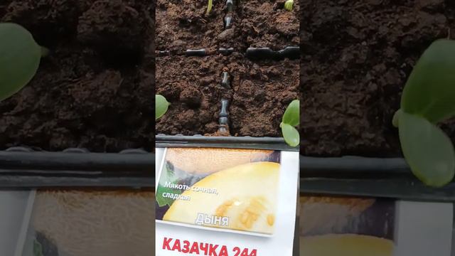 Сад на подоконнике!!! ))) 😇😇😇 смотреть онлайн