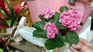 Брест. Краткий обзор " цветы JARDAN FLOR  . Покупка гортензии.