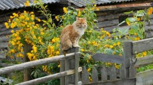 А река течёт