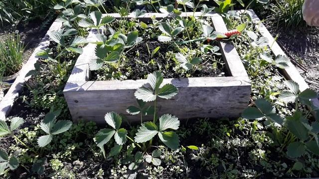 Земляника садовая крупноплодная(клубника?) В Сибири. Купчиха, Елизавета 2, Фестивальная...11 июня