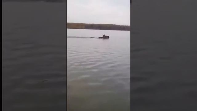 Рыбалка, вода и ЛОСЬ!!! смотреть онлайн