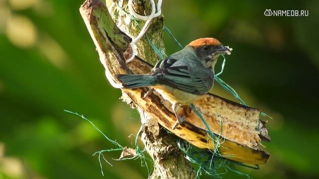 5 самых важных качеств знака Козерог