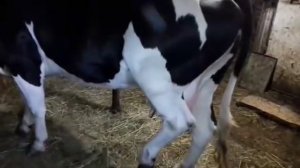 Необычное поведение коровы. КОЛИКИ. What with the cow. Colic