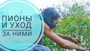 Пионы. Уход за пионами.