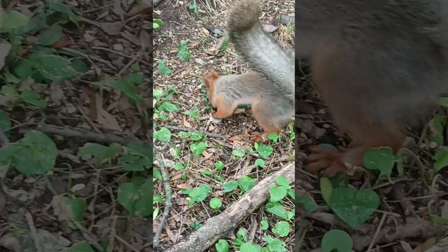 Бесстрашная белка 07.08.2024 смотреть онлайн