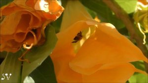 Brugmansia (yellow flowers) / Бругмансия (жёлтые цветы)