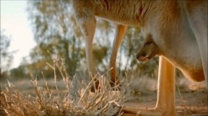 Животные Австралии. Вокруг света. М1