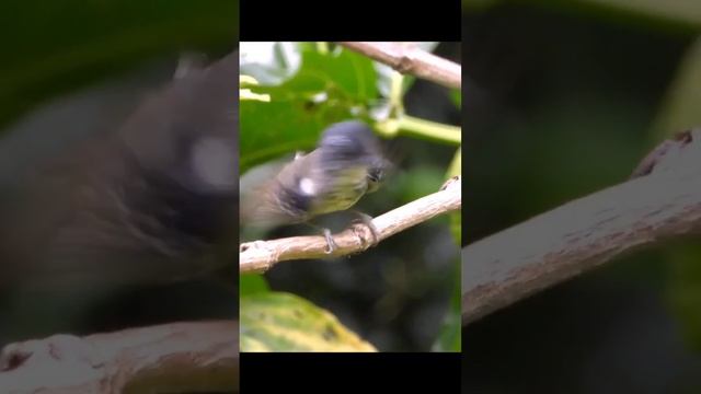 Birdsong .mp4 смотреть онлайн