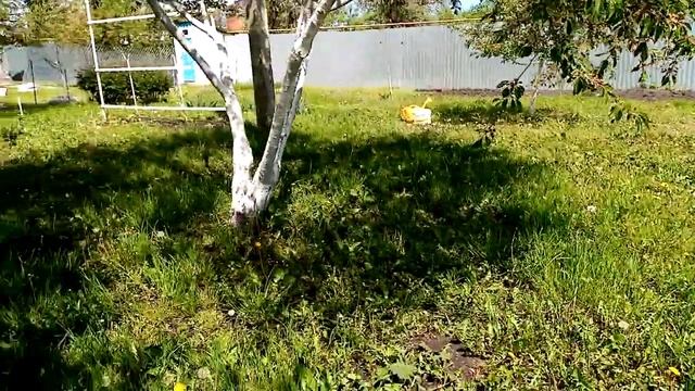 Обливаю всю клубнику Марганцовкой от Вредителей и Обеззараживания Почвы . 30 мая 2022г. смотреть онлайн