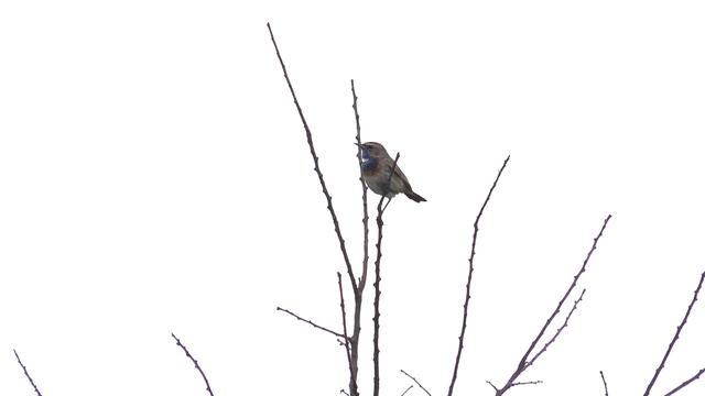 Видеоохота [Пустельга обыкновенная/ Варакушка/ Черноголовый чекан] смотреть онлайн