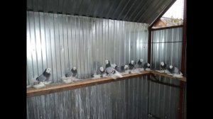 Tauben / Pigeons / Георгиевские бойные голуби (Евгений Бобб / Оренбург, Россия )