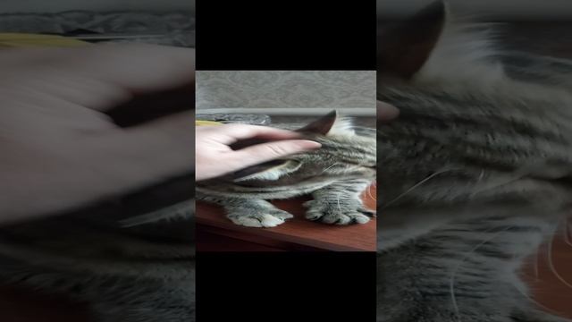 Катюшка - говорушка#киски#любимки#зверьемое