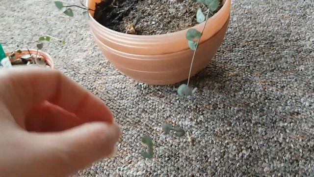 Медленно растущие растения?