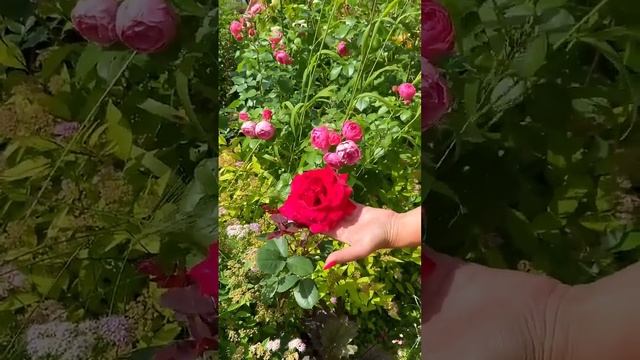 Старый бабушкин способ как черенковать розы ? смотреть онлайн