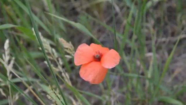 РОДИТЕЛЬСКИЙ ДОМ смотреть онлайн