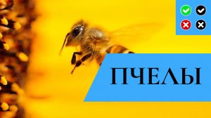 ПЧЕЛЫ – интересные факты