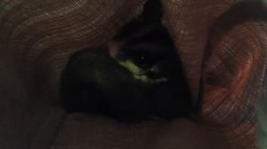 Сахарный поссум. Белка летяга. Звуки