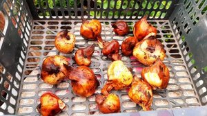 Безвременник колхикум От посадки до цветения