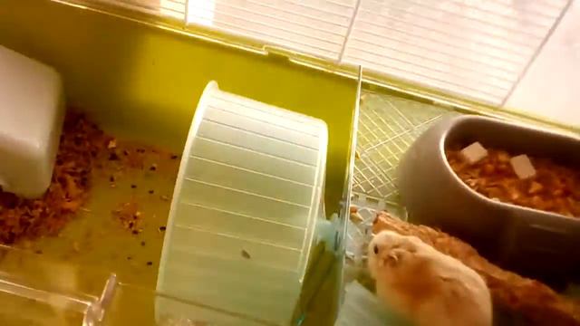 2 часть побег из клетки смотреть онлайн