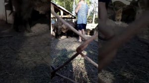 Кабаны в Рязанской области