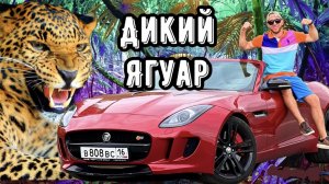 ДИКИЙ ЯГУАР