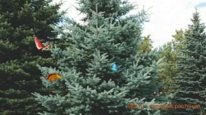 Ель колючая Костер (picea koster) ? колючая ель Костер обзор: как сажать, саженцы ели Костер