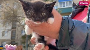 3-х недельные котята рискуют быть выброшенными на улицу во второй раз