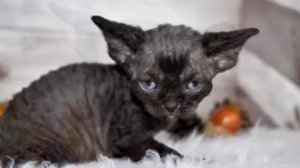 Devon Rex kittens Toronto,ON