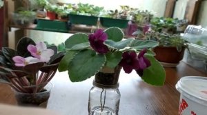 Белая Плесень На Фиалках