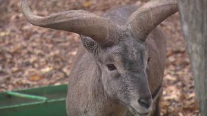 Ставропольскому зоопарку подарили новых животных