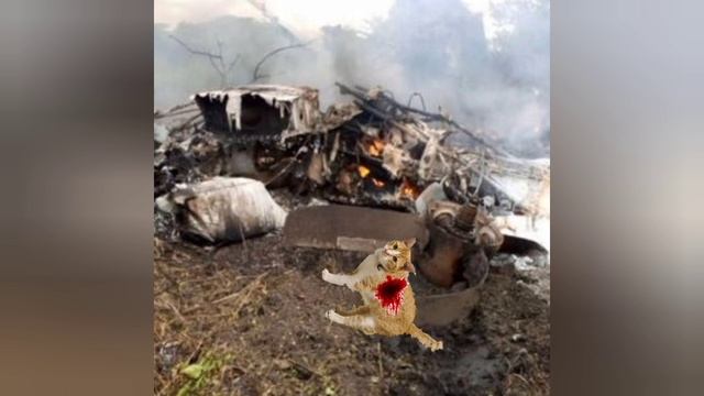 Коты нападают на кошку часть 12 "Авиякотосрофа 2" смотреть онлайн