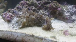 Боремся с зеленью в морском аквариуме часть 3.