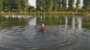 Купание с лошадьми