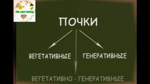 Строение почек растений.