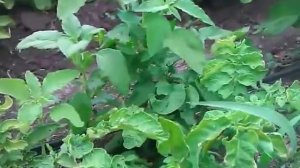 Картофель под соломой