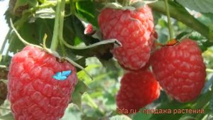 Малина традиционная Колокольчик (rubus kolokol'chik) ? обзор: как сажать, саженцы малины Колокольчи