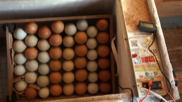 ПЕРВАЯ ИНКУБАЦИЯ