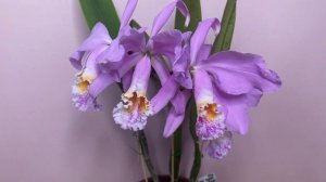 Цветение Cattleya mossiae yellow lip x coerulea Pablo