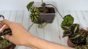 Один из способов выращивания ризомной бегонии😎