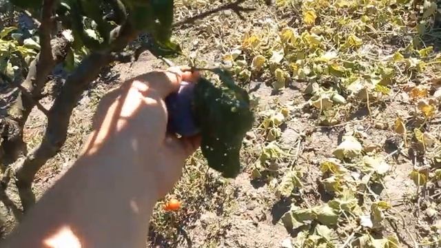 Какой же урожай в етом году❓️баклажаны , груши ,малина, и ЦВЕТЫ ето главное)) смотреть онлайн