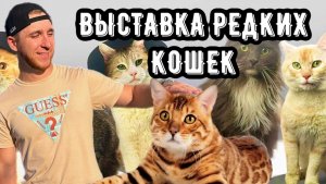 ВЫСТАВКА РЕДКИХ КОШЕК