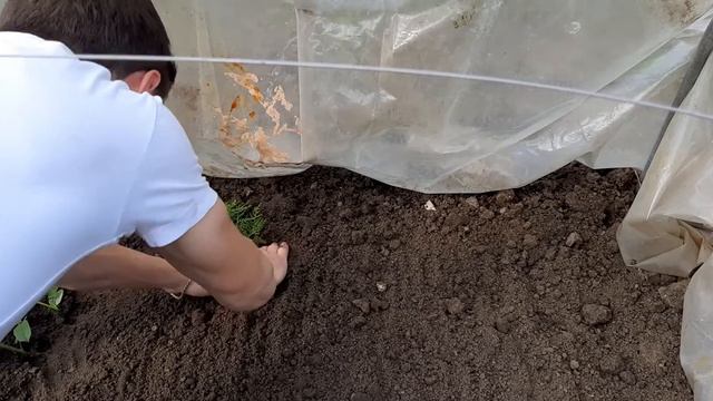 Літнє черенкування туї Смарагд смотреть онлайн