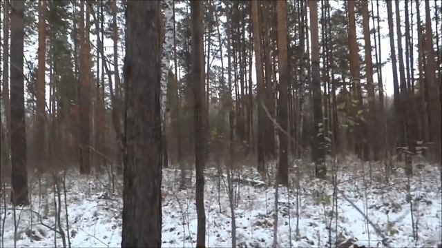 Прогулка по лесу / СБОР РЯБИНЫ КРАСНОЙ / GATHERING red rowan смотреть онлайн
